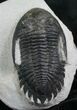 Bargain Hollardops Trilobite - long #7962-3